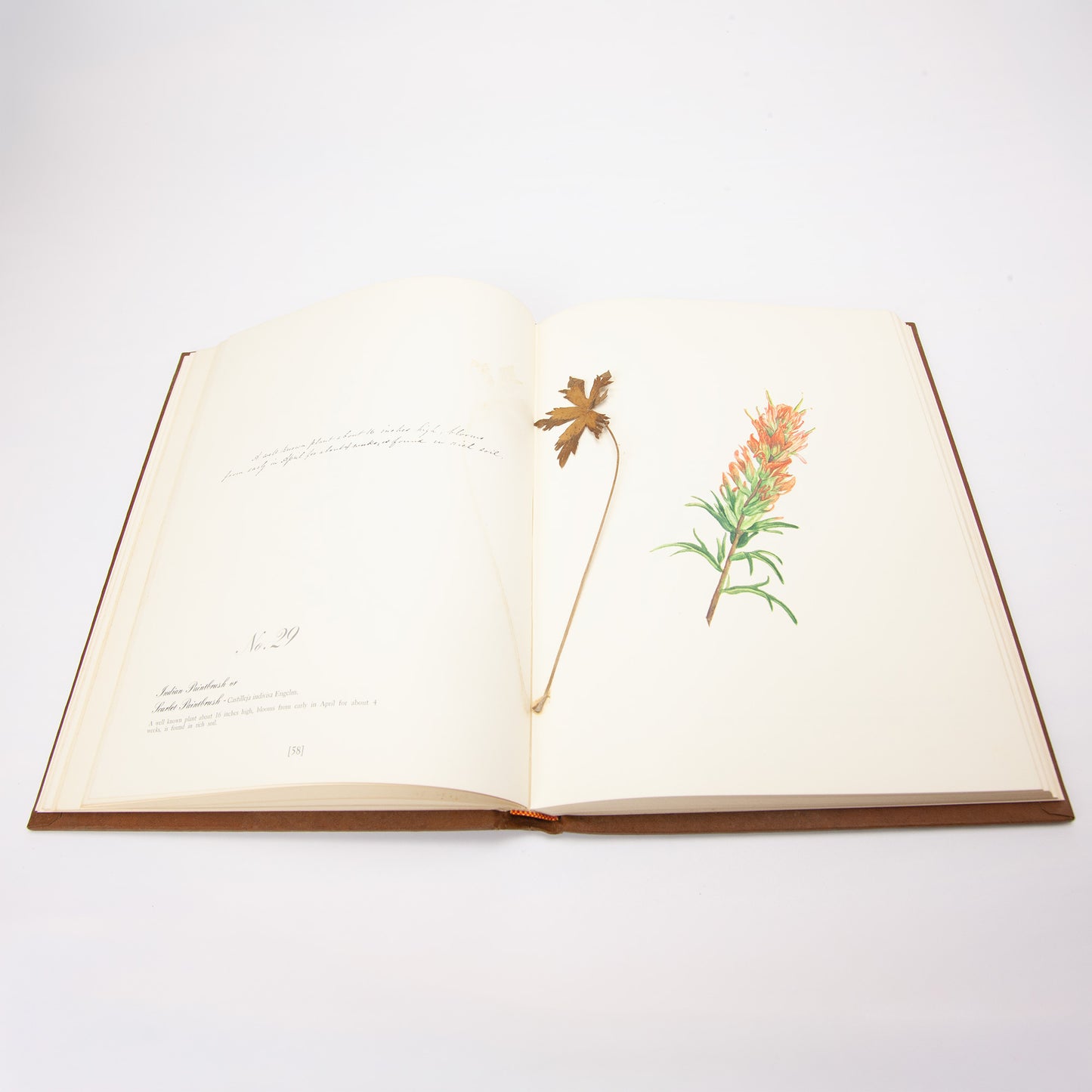 Texas Wildflower Eliza Griffin Johnston 1972 Deluxe First Edition