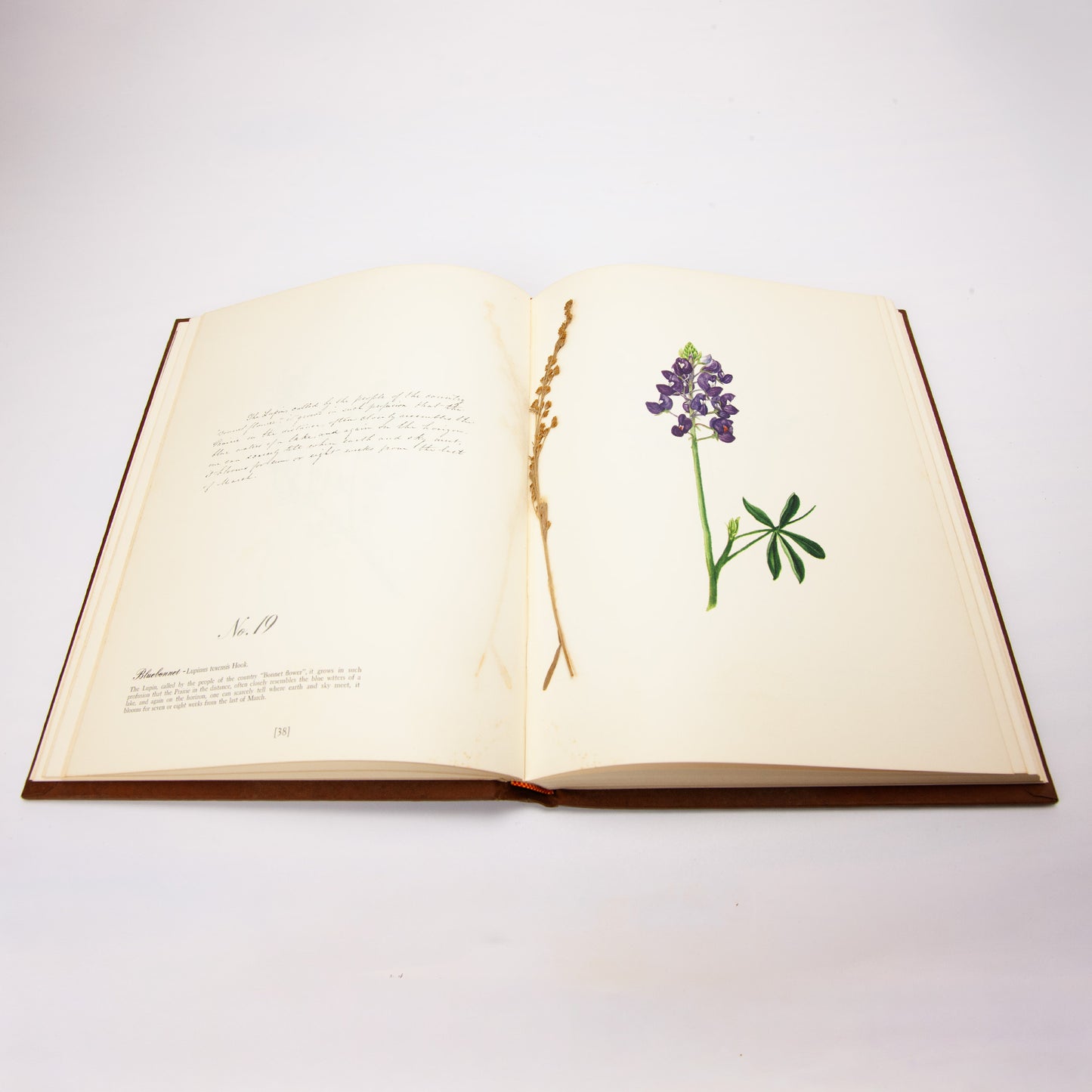 Texas Wildflower Eliza Griffin Johnston 1972 Deluxe First Edition