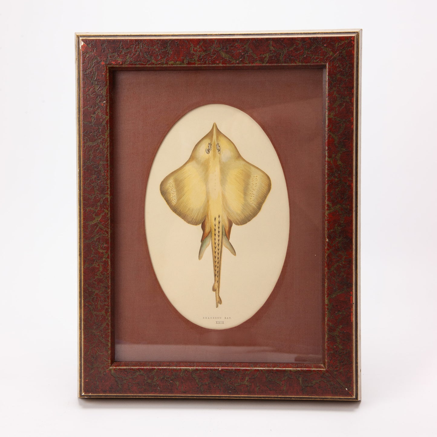 Vintage Shagreen Ray Print Framed Fish Jonathan Couch Art