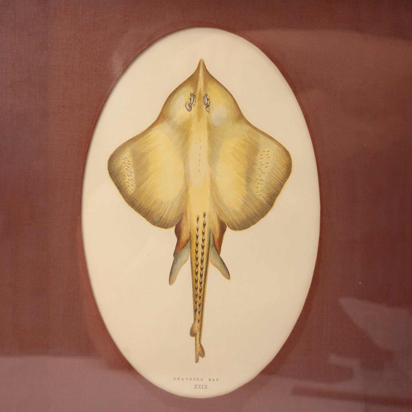 Vintage Shagreen Ray Print Framed Fish Jonathan Couch Art