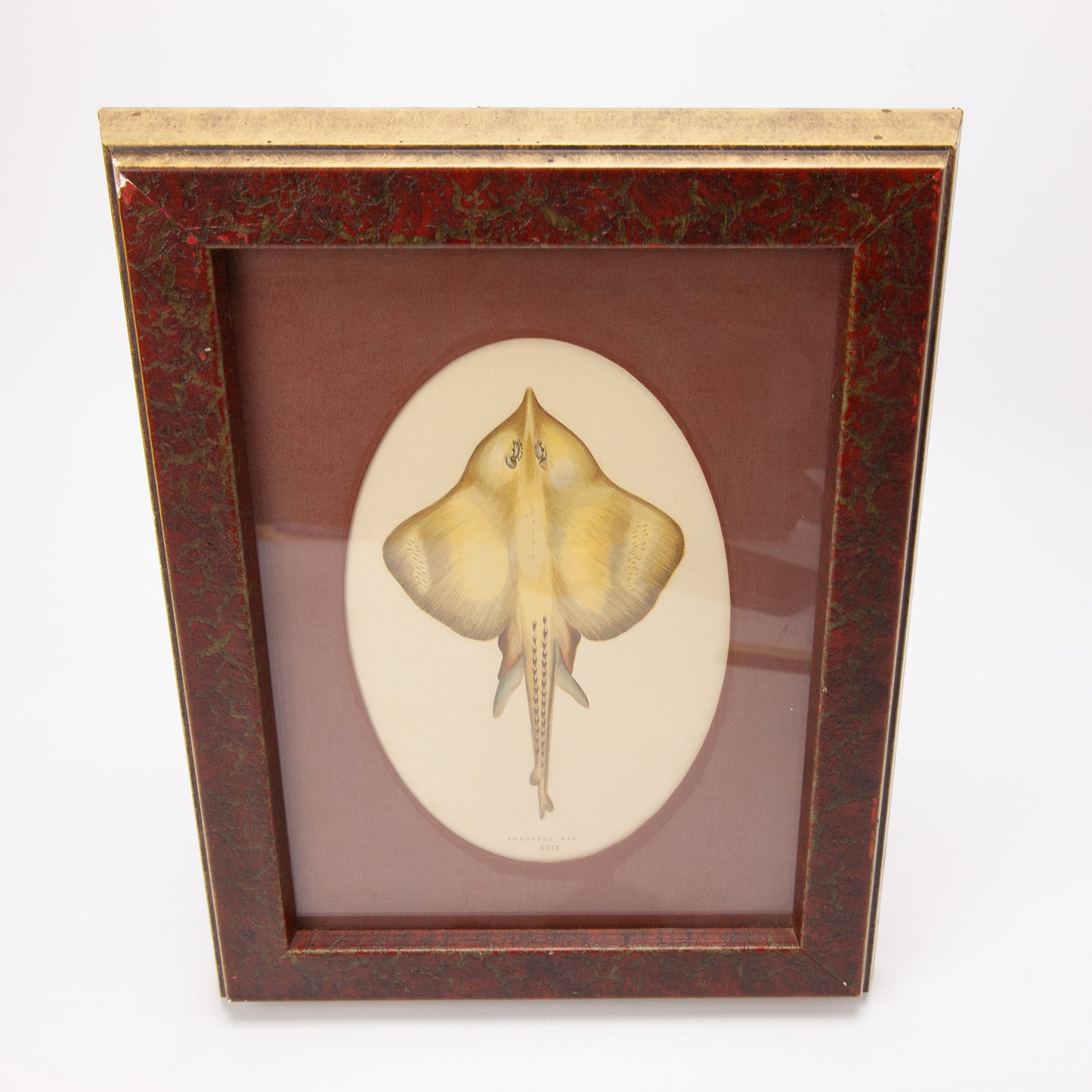 Vintage Shagreen Ray Print Framed Fish Jonathan Couch Art